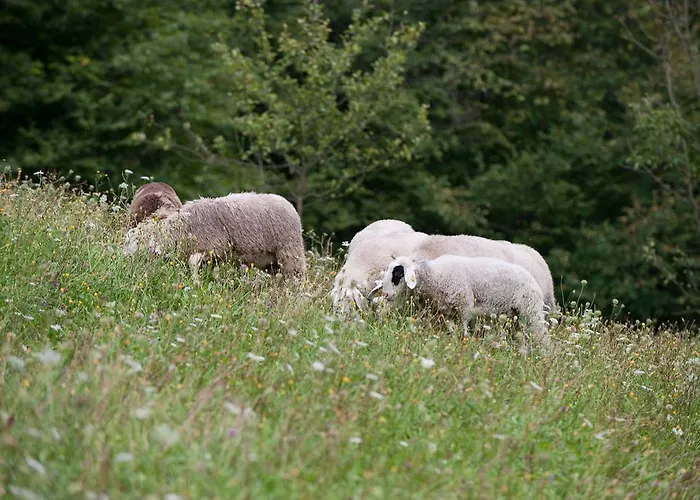Prenocisca Valentina * Solcava